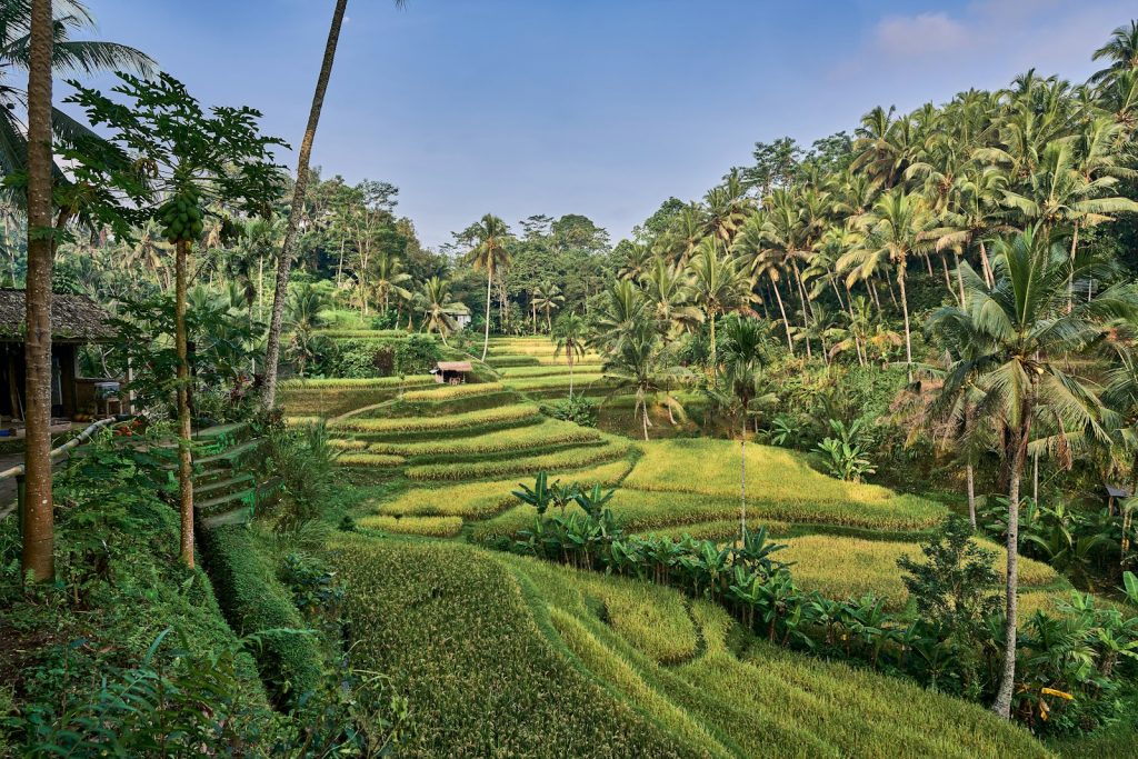 Bali Private Tours: Bespoke Day Trips with a Driver