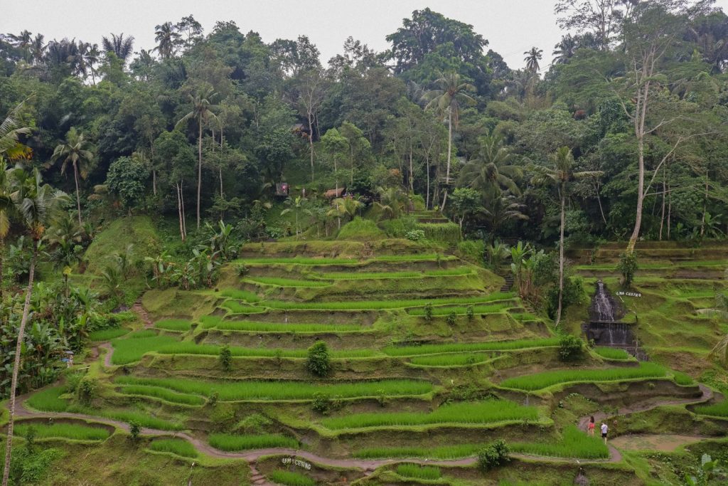 Ubud Private Day Trip: Rice Terraces, Temples & Waterfalls